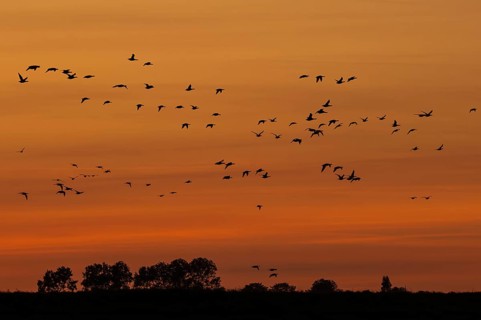 Flock of migrating brant geese, brent goose group (Branta bernicla) silhouetted in flight against