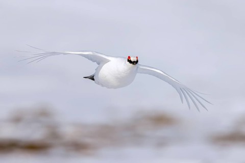 Rock ptarmigan (Lagopus muta, Tetrao mutus) male in white winter plumage with red eyebrows flying