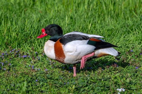 Common shelduck (Tadorna tadorna, Anas tadorna) adult male in breeding plumage resting on one leg