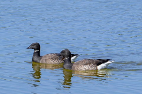 Two brant geese, brent geese (Branta bernicla) swimming pond in saltmarsh in spring