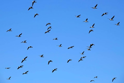 Flock of migrating brant geese, brent goose group (Branta bernicla) flying against blue sky during