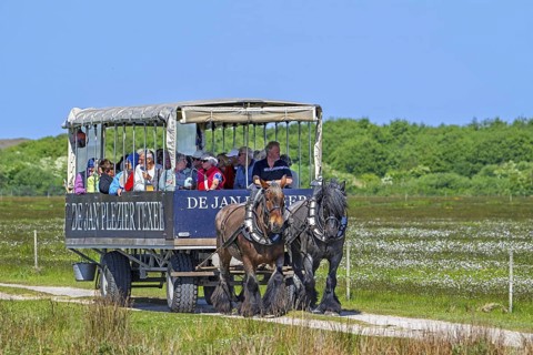 Two Belgian draught horses pulling De Jan Plezier Texel, covered wagon with tourists, on