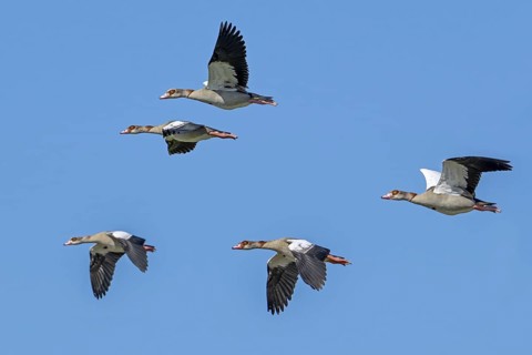 Flock of Egyptian geese (Alopochen aegyptiaca) in flight against blue sky