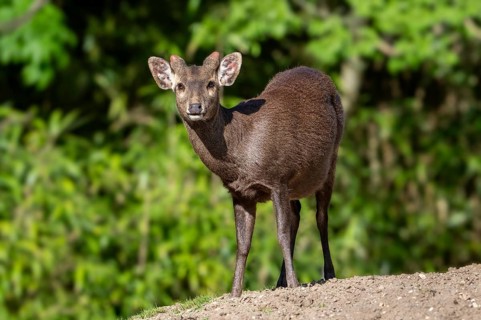 Reeves's muntjac, Chinese muntjac (Muntiacus reevesi) native to south-eastern China and introduced