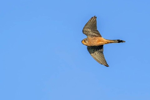 Common kestrel, European kestrel (Falco tinnunculus) adult male in flight against blue sky