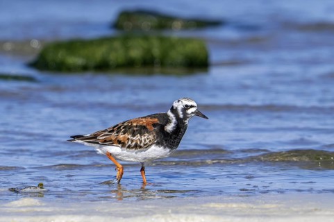 Ruddy turnstone (Arenaria interpres), adult in breeding plumage foraging in shallow water on the