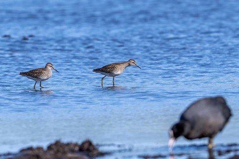 Two wood sandpipers (Tringa glareola) in breeding plumage foraging in shallow water of pond in
