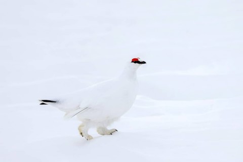 Rock ptarmigan (Lagopus muta hyperborea) male with red eyebrows showing white winter camouflage