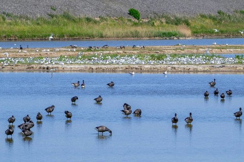 Flock of brant geese, brent goose (Branta bernicla) resting in shallow water of pond at Wagejot in
