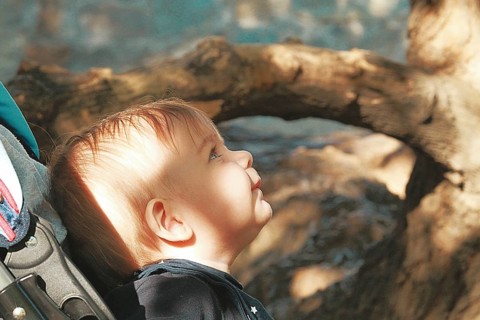 A child looks up against the background of a forest, sitting in a stroller, golden hour, summer,