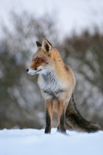 Waiting... Red fox (Vulpes vulpes), fox frontal in the snow, taken from the mouse perspective,