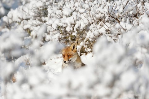 Hidden between bushes... Red fox (Vulpes vulpes) in the high snow, a winter fairy tale, native