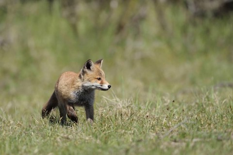 Young fox... Red fox (Vulpes vulpes), adolescent young fox exploring its habitat curiously and