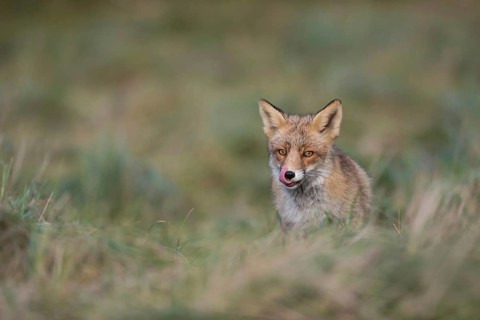 Appetite... Red fox (Vulpes vulpes), fox, predator sitting in a meadow licking its snout,