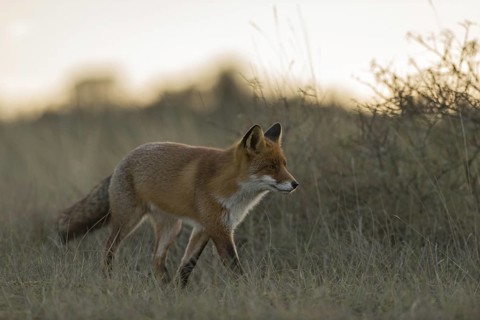 At dusk... Red fox (Vulpes vulpes), a fox running, creeping through tall grass along a bush in the