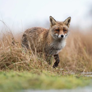 Red fox (Vulpes vulpes) at the edge of a body of water, hunting in a marshy area, observing