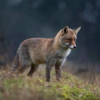 Red fox (Vulpes vulpes), adult fox in beautiful winter coat, hunting on a rainy day in a clearing