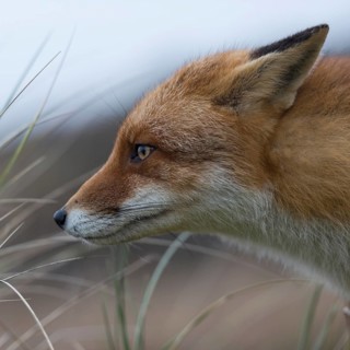 Red fox (Vulpes vulpes), adult, close-up, head portrait, suspiciously observing, focussed, ears