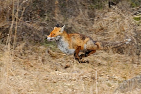 Fleeing... Red fox (Vulpes vulpes) in fast run, dynamic shot showing the fast movement of the