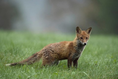 On a dewy meadow... Red fox (Vulpes vulpes), young fox standing early in the morning on a dewy