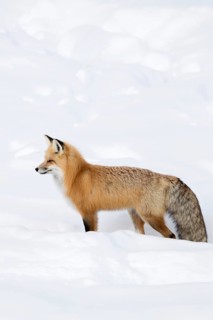 A beautiful animal... Red fox (Vulpes vulpes), fox, Eastern American Red Fox in winter in high
