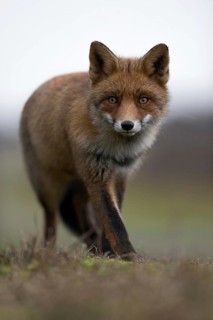 Red fox (Vulpes vulpes) in beautiful dense and long-haired winter fur, detailed, frontal full-body