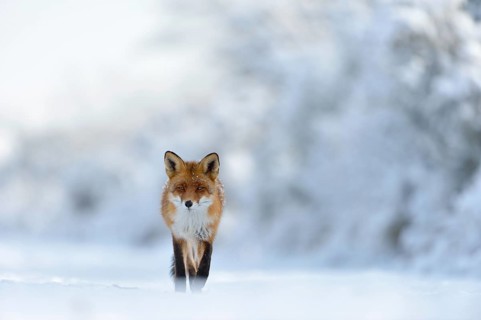 Eye contact... Red fox (Vulpes vulpes) runs through a snow-covered landscape along the edge of the