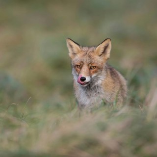 Appetite... Red fox (Vulpes vulpes), fox, predator sitting in a meadow licking its snout,