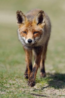 Big ears... Red fox (Vulpes vulpes) runs head-on towards the camera, the large ears are striking,