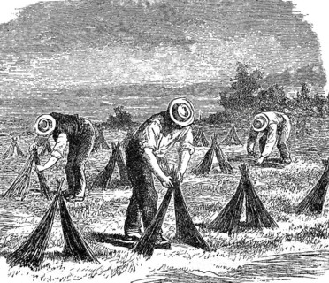 Textile industry, spinning mill, drying flax in the field, around 1880, digitally improved