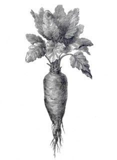 Sugar beet, Beta vulgaris subsp. vulgaris, agricultural crop, digitally improved reproduction of an