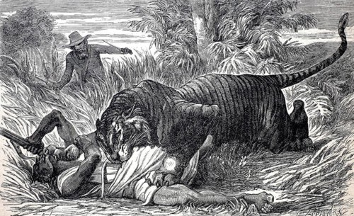 Tiger has attacked a local hunter, another hunter rushes to help, c. 1880, India, digitally