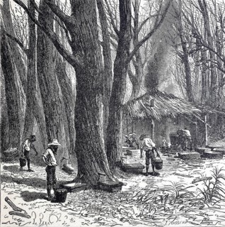 Extraction of the sap from the sugar palm or date palm, around 1880, Bengal, India, digitally