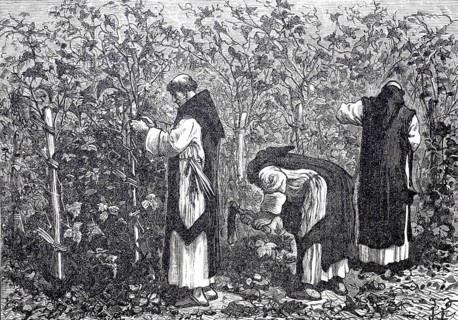 Monks at work in the vineyard, winegrowing, c. 1850, France, digitally enhanced reproduction of a