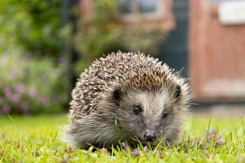European hedgehog (Erinaceus europaeus) adult animal on a garden grass lawn with a shed in the
