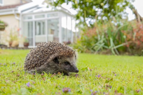 European hedgehog (Erinaceus europaeus) adult animal on a garden grass lawn with a house in the