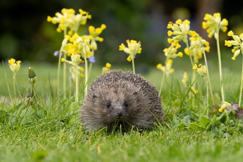 European hedgehog (Erinaceus europaeus) adult animal on a garden grass lawn with Cowslip flowers in