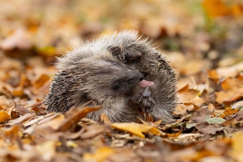 European hedgehog (Erinaceus europaeus) adult animal self anointing or salivating itself on fallen