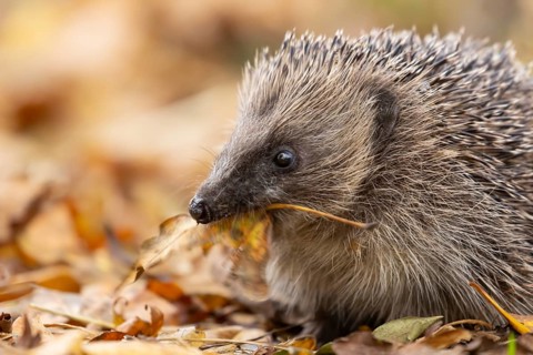 European hedgehog (Erinaceus europaeus) adult animal on fallen autumn leaves with a leaf in its