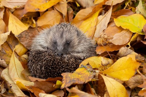European hedgehog (Erinaceus europaeus) adult animal resting on fallen autumn leaves during