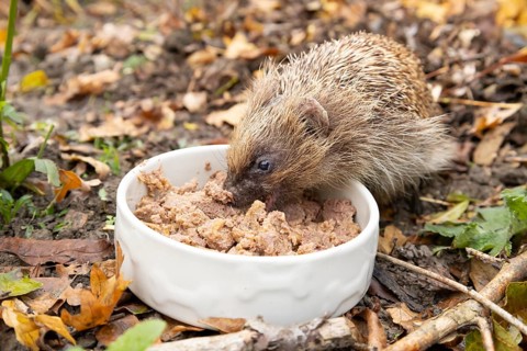 European hedgehog (Erinaceus europaeus) adult animal feeding on wet dog food in a bowl in a garden