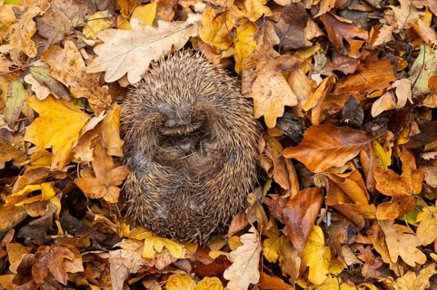 European hedgehog (Erinaceus europaeus) adult animal sleeping on fallen autumn leaves during