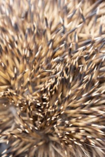 European hedgehog (Erinaceus europaeus) adult animal close up of its spines on its body, England,