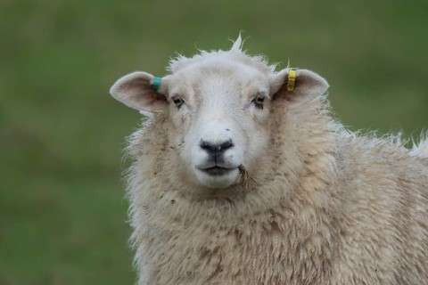 Domestic sheep (Ovis aries) adult ewe farm animal standing in a grass field, England, United