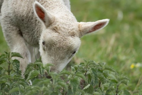 Domestic sheep (Ovis aries) juvenile baby lamb farm animal feeding on grass amongst stinging