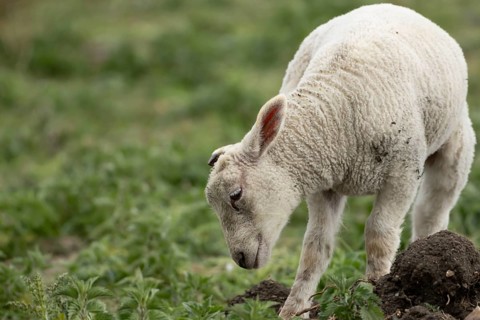 Domestic sheep (Ovis aries) juvenile baby lamb farm animal in a field, England, United Kingdom