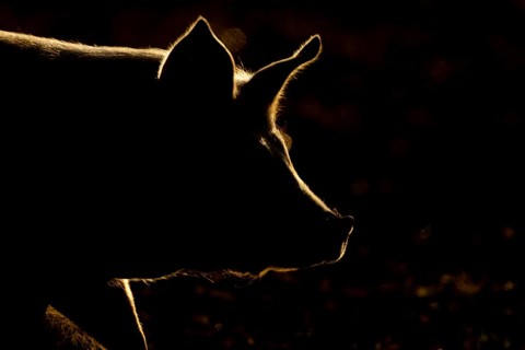 Domestic pig (Sus domesticus) adult farm animal head portrait backlit, England, United Kingdom