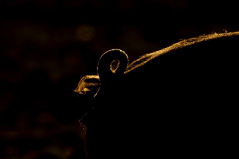 Domestic pig (Sus domesticus) adult farm animal close up of its curly tail backlit, England, United