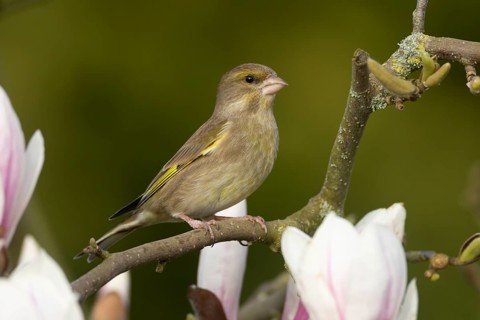 European greenfinch (Chloris chloris) adult female garden bird on a magnolia tree branch in spring,