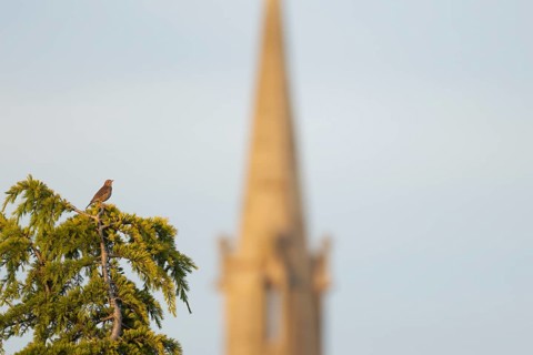 Song thrush (Turdus philomelos) adult bird on a fir tree with a church spire in the background,